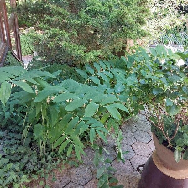 Polygonatum multiflorum Habit