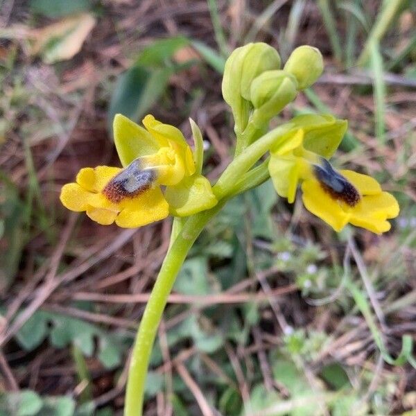 Ophrys lutea Flower