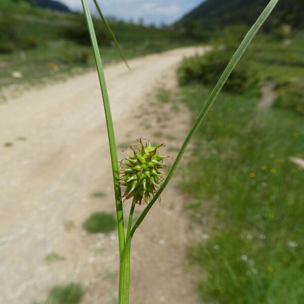Carex flava Flower