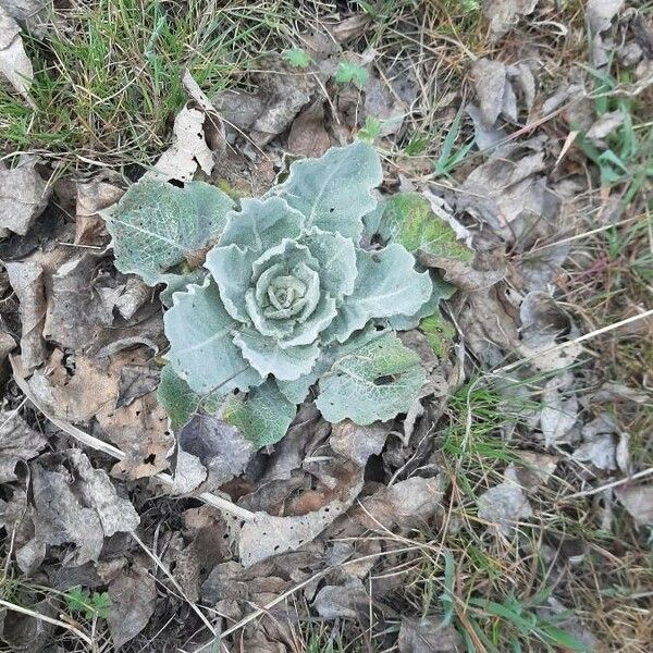 Verbascum boerhavii Blatt