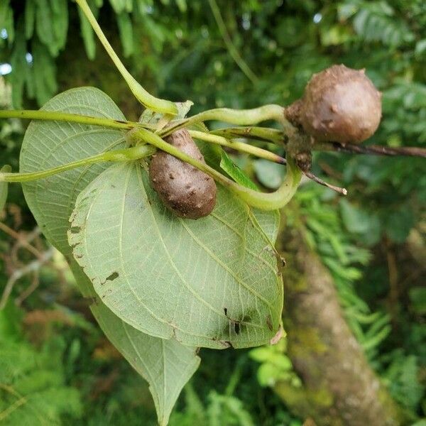 Dioscorea bulbifera Blatt