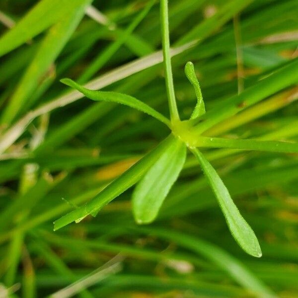 Galium palustre Лист