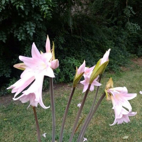 Amaryllis belladonna Blomma