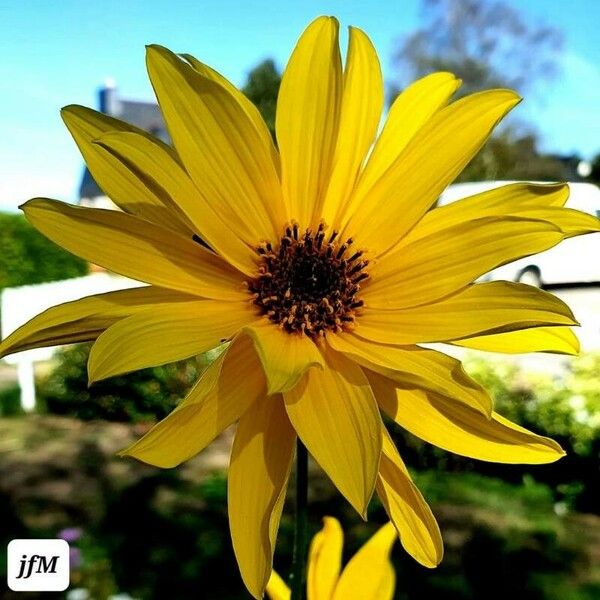 Helianthus pauciflorus Кветка