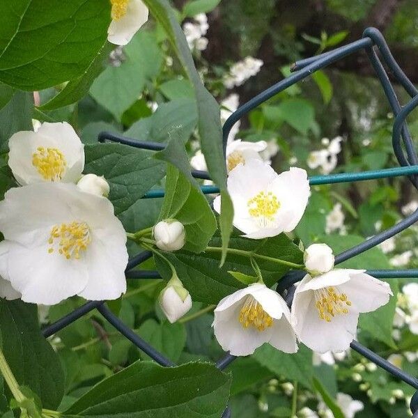 Philadelphus coronarius Flor