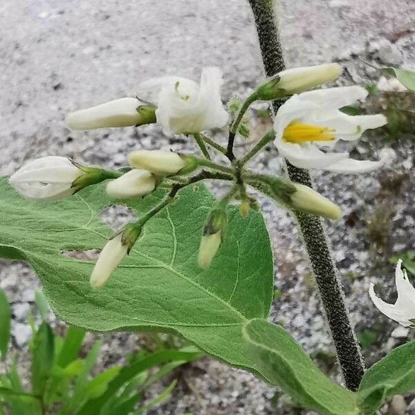 Solanum violaceum 花