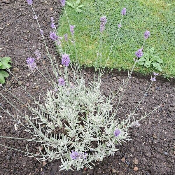 Lavandula angustifolia ᱵᱟᱦᱟ