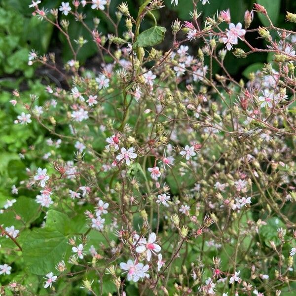 Saxifraga spathularis Blodyn