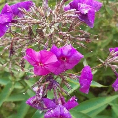 Phlox paniculata Çiçek