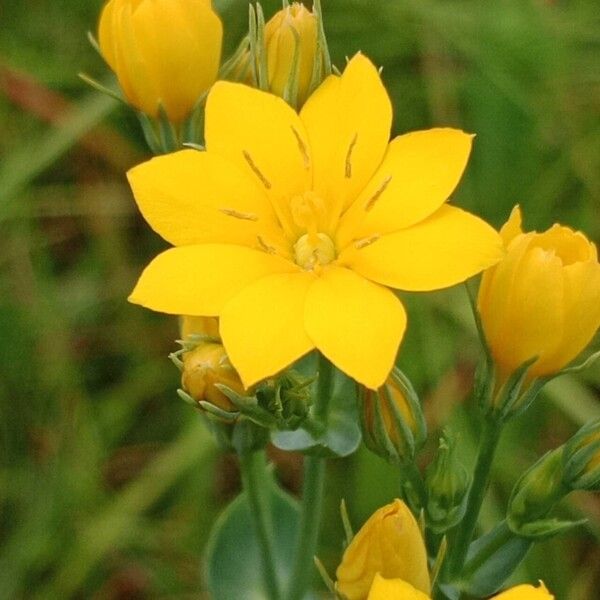 Blackstonia perfoliata 花