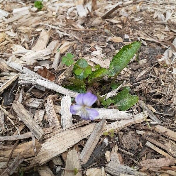 Viola sagittata Lorea