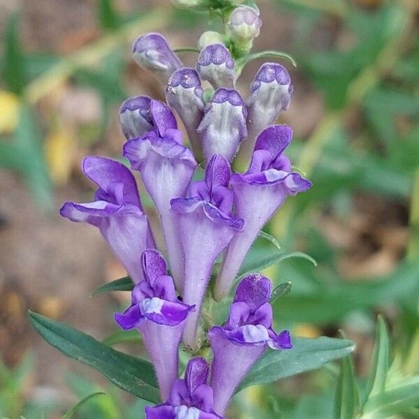 Scutellaria baicalensis 花