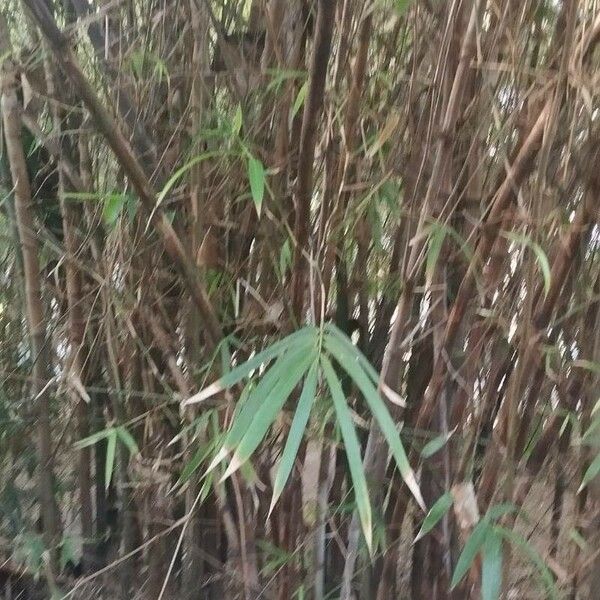 Bambusa vulgaris Yaprak
