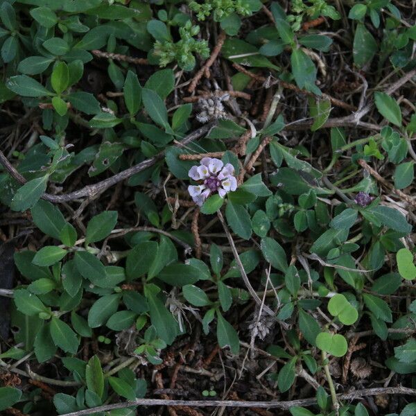 Phyla nodiflora Flower