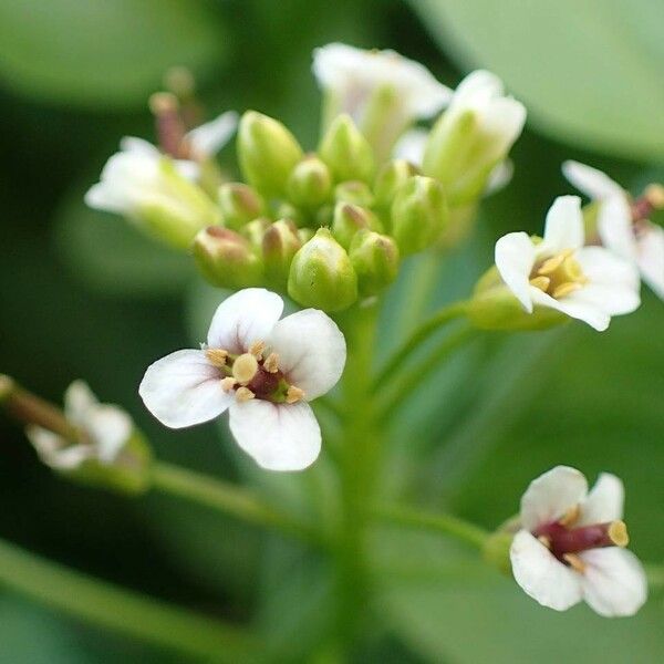 Nasturtium officinale Blomma