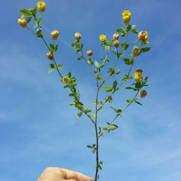 Trifolium aureum Flower