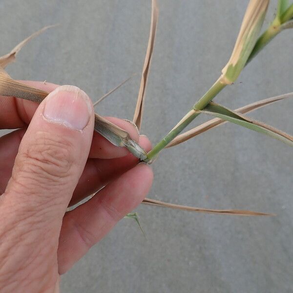 Phragmites karka Blad