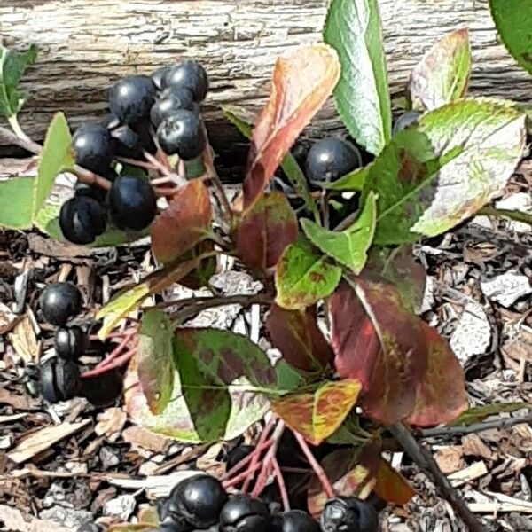 Aronia melanocarpa ഫലം