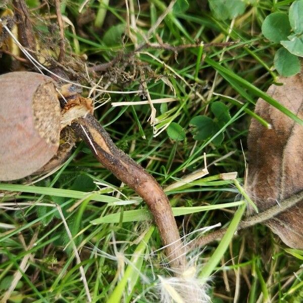 Corylus avellana Plod