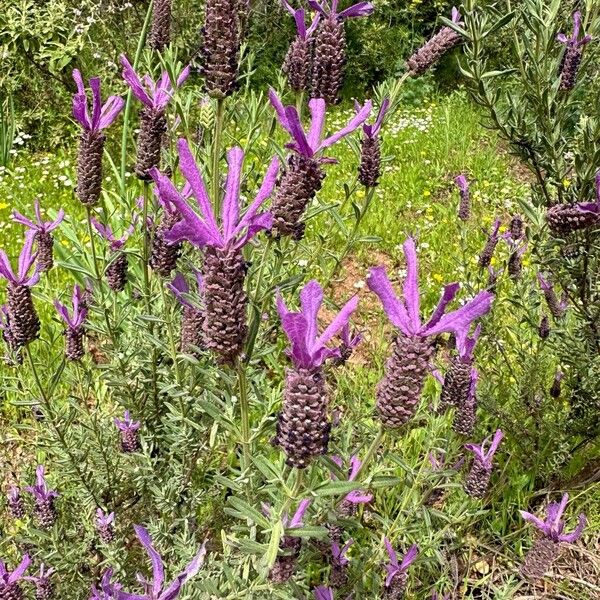 Lavandula stoechas Çiçek