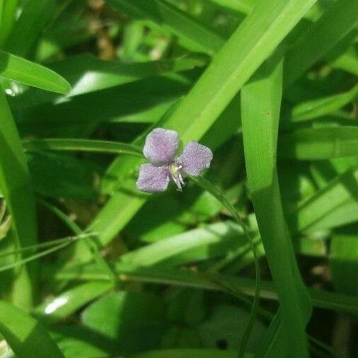 Murdannia nudiflora Fiore