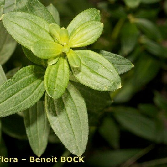 Galium rubioides Egyéb