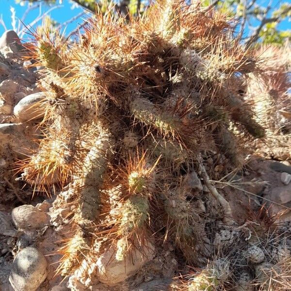 Tephrocactus weberi 整株植物