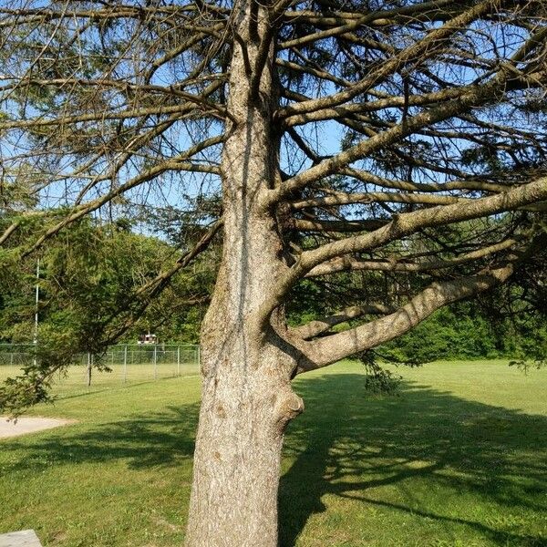 Picea rubens Habitus