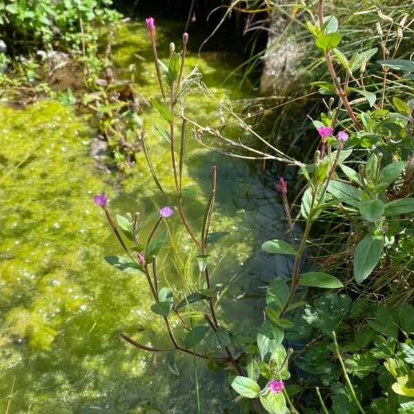 Epilobium parviflorum Habit