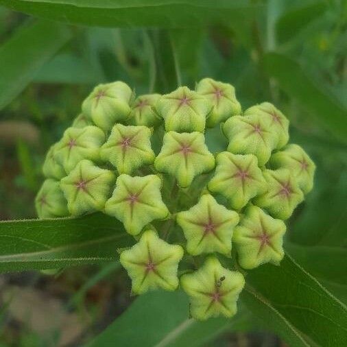 Asclepias asperula Квітка