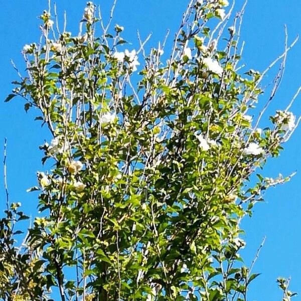 Hibiscus syriacus Habitus