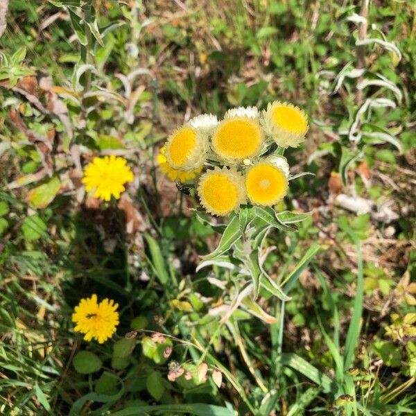 Helichrysum foetidum 花