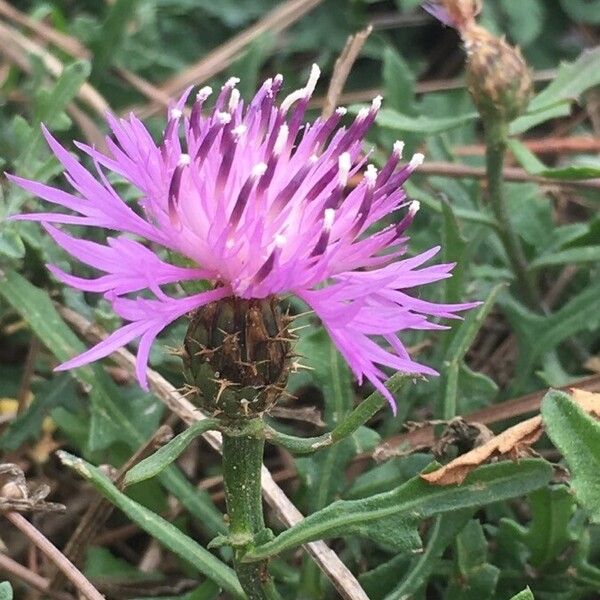 Centaurea aspera Žiedas