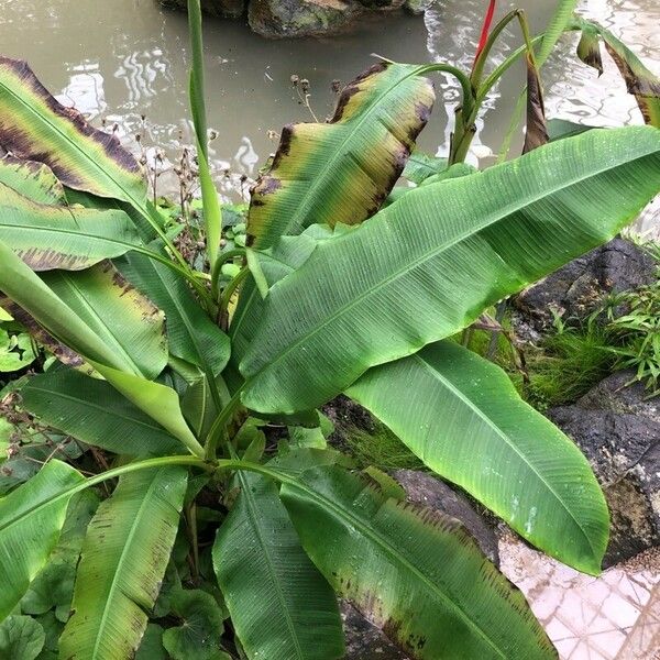 Musa coccinea Foglia