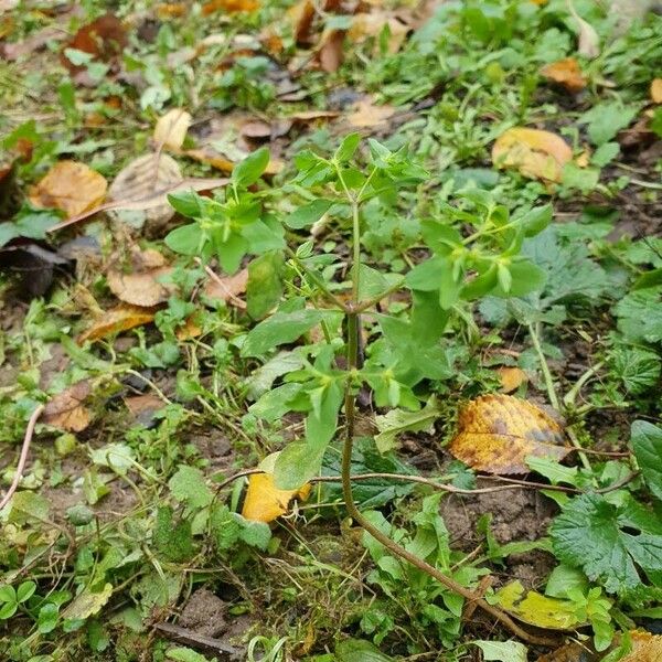 Euphorbia peplus ഇല