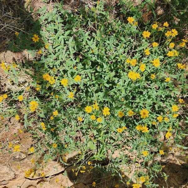 Aspilia mossambicensis Flower