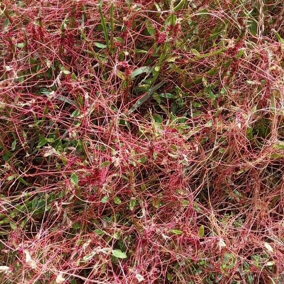 Cuscuta epithymum Yeri