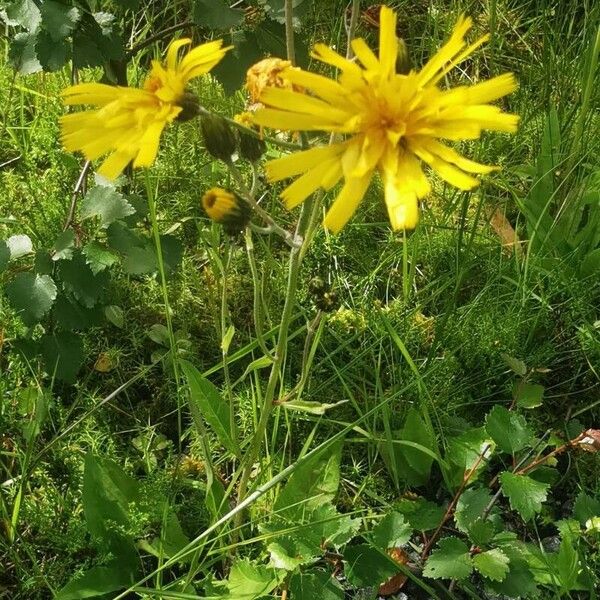 Hieracium lachenalii Flower