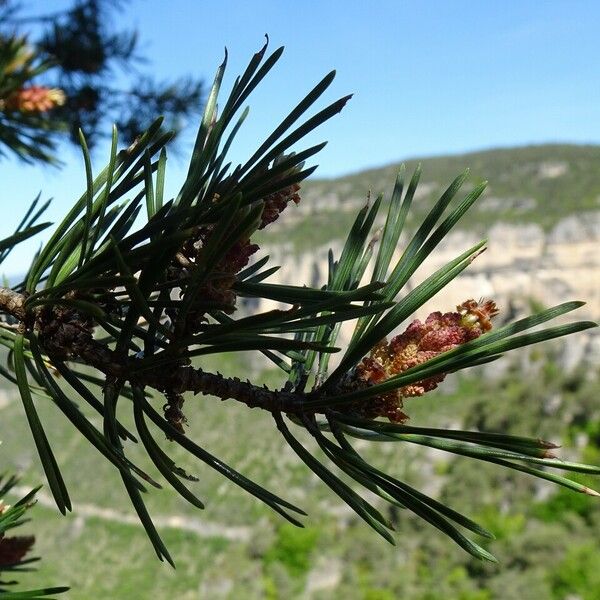 Pinus sylvestris Other