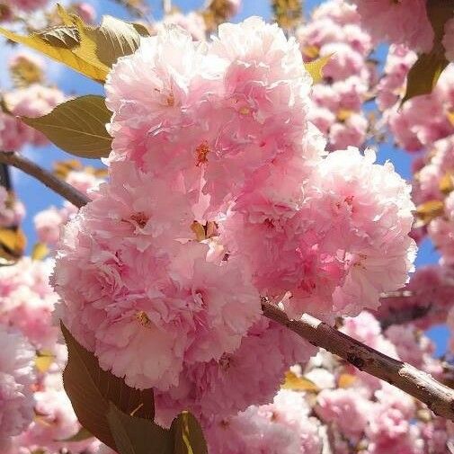 Prunus serrulata 花