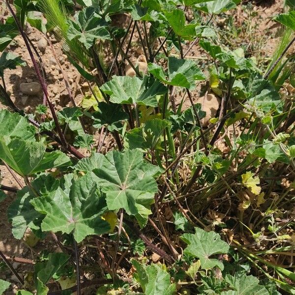 Malva nicaeensis Levél