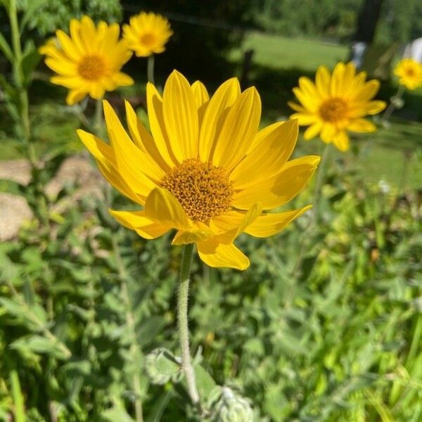 Helianthus mollis Blomst