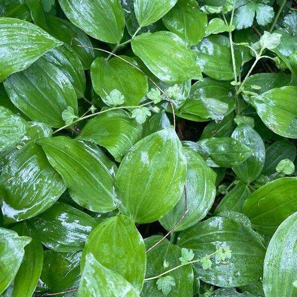 Polygonatum latifolium Leaf