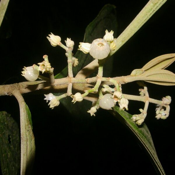 Miconia albertobrenesii Kwiat