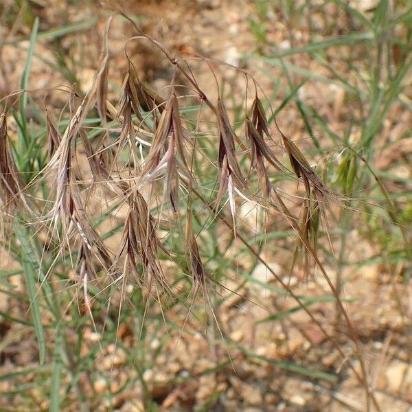 Bromus tectorum Плод