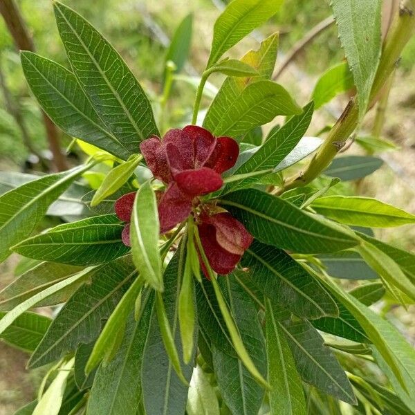 Dodonaea viscosa Flower