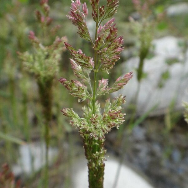 Polypogon viridis Çiçek