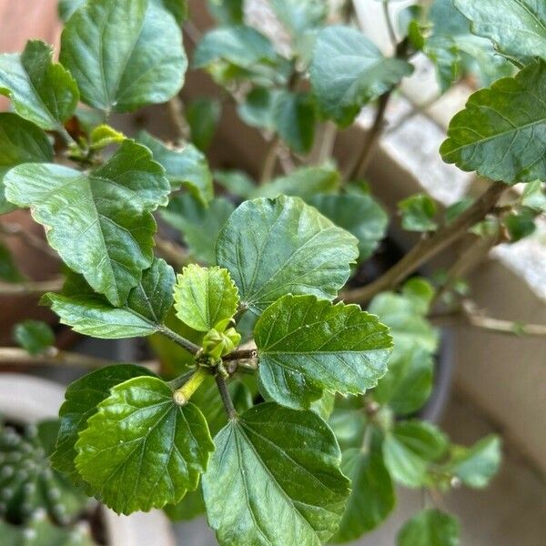 Hibiscus fragilis Leaf