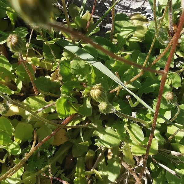 Crepis sancta 叶