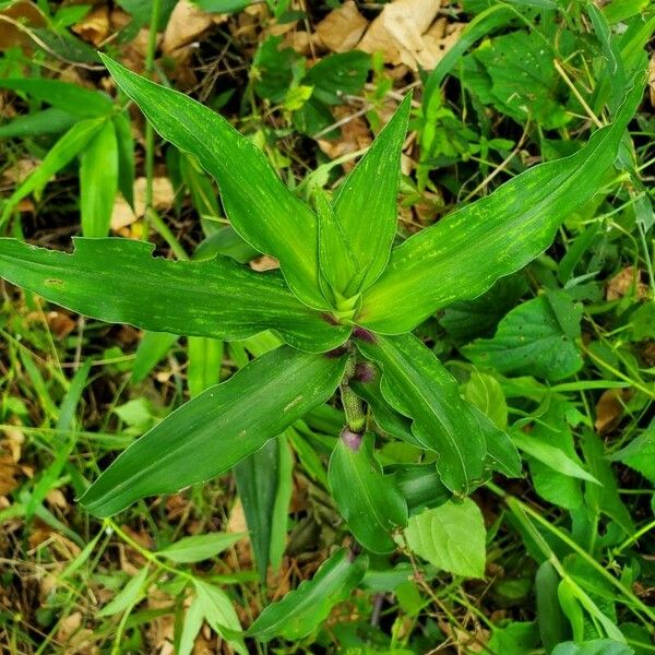 Callisia serrulata Leaf